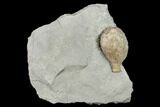 Cystoid (Holocystites) Fossil - Indiana #136969-1